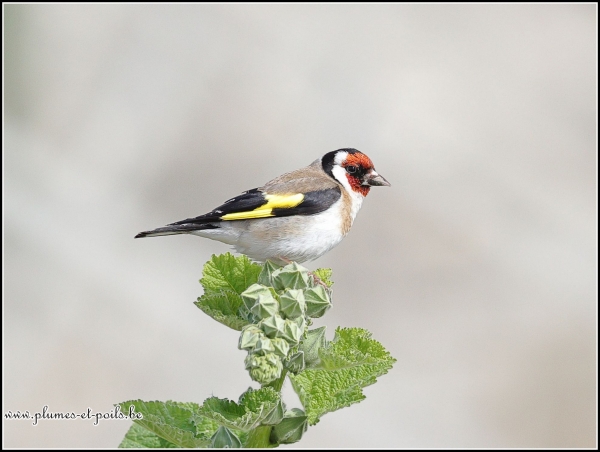 Chardonneret élégant